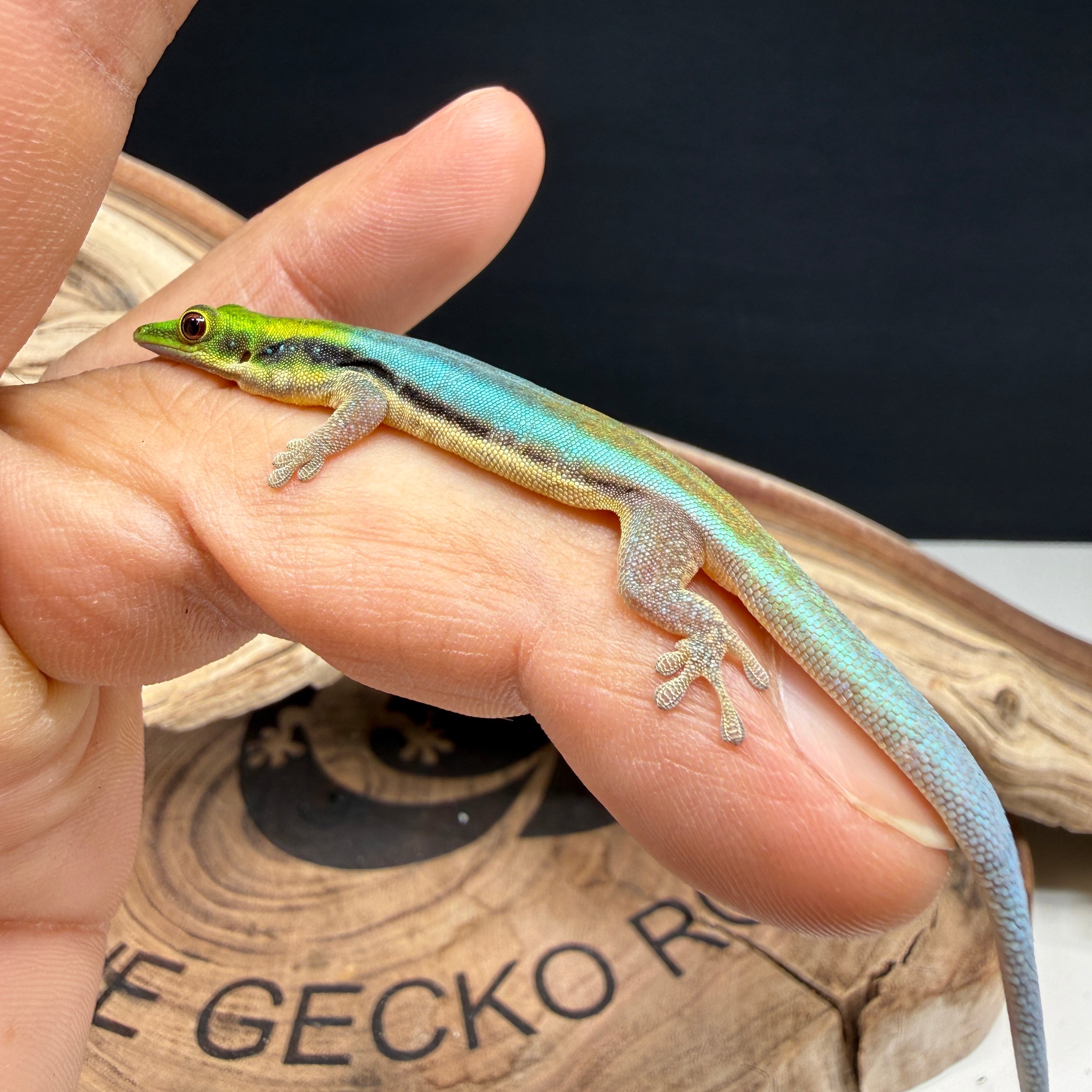 Neon Day Gecko - Phelsuma klemmeri (Adult Male)