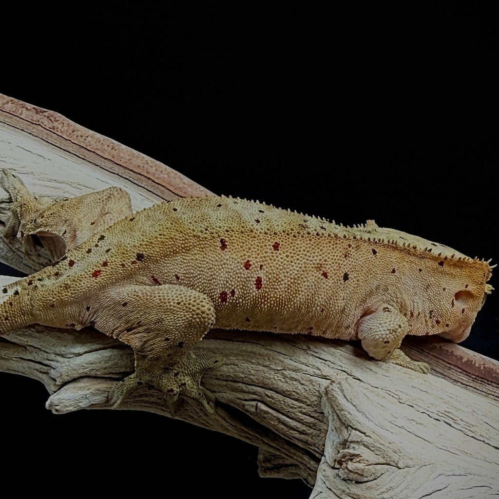 Red Spot Dalmatian Crested Gecko (Female) | BLJU-25-26-6-01