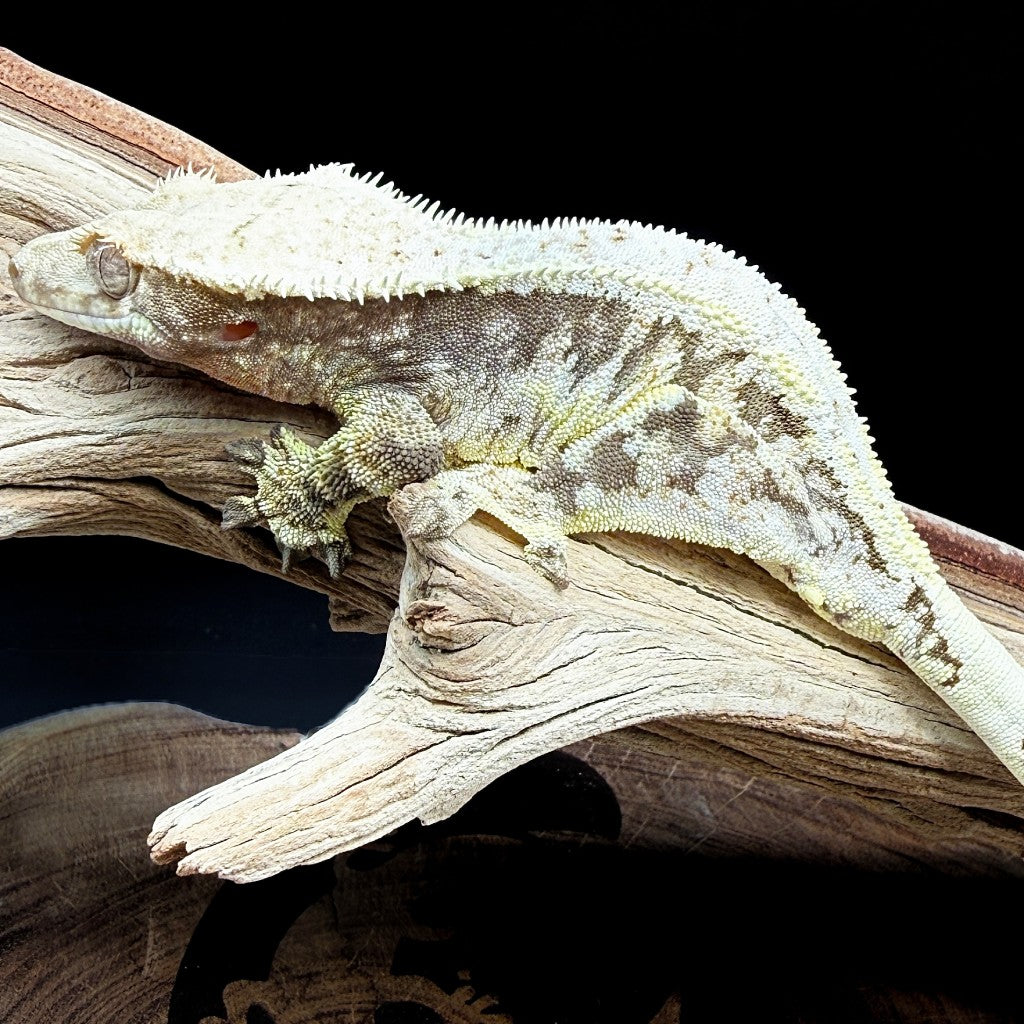 Lilly White Crested Gecko (Female) | BRBEF-24-29-8-01