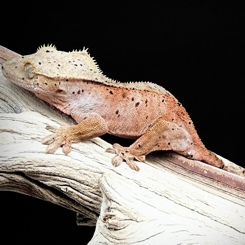 Red Spot Dalmatian Crested Gecko (Male) | CRDE-25-13-7-01