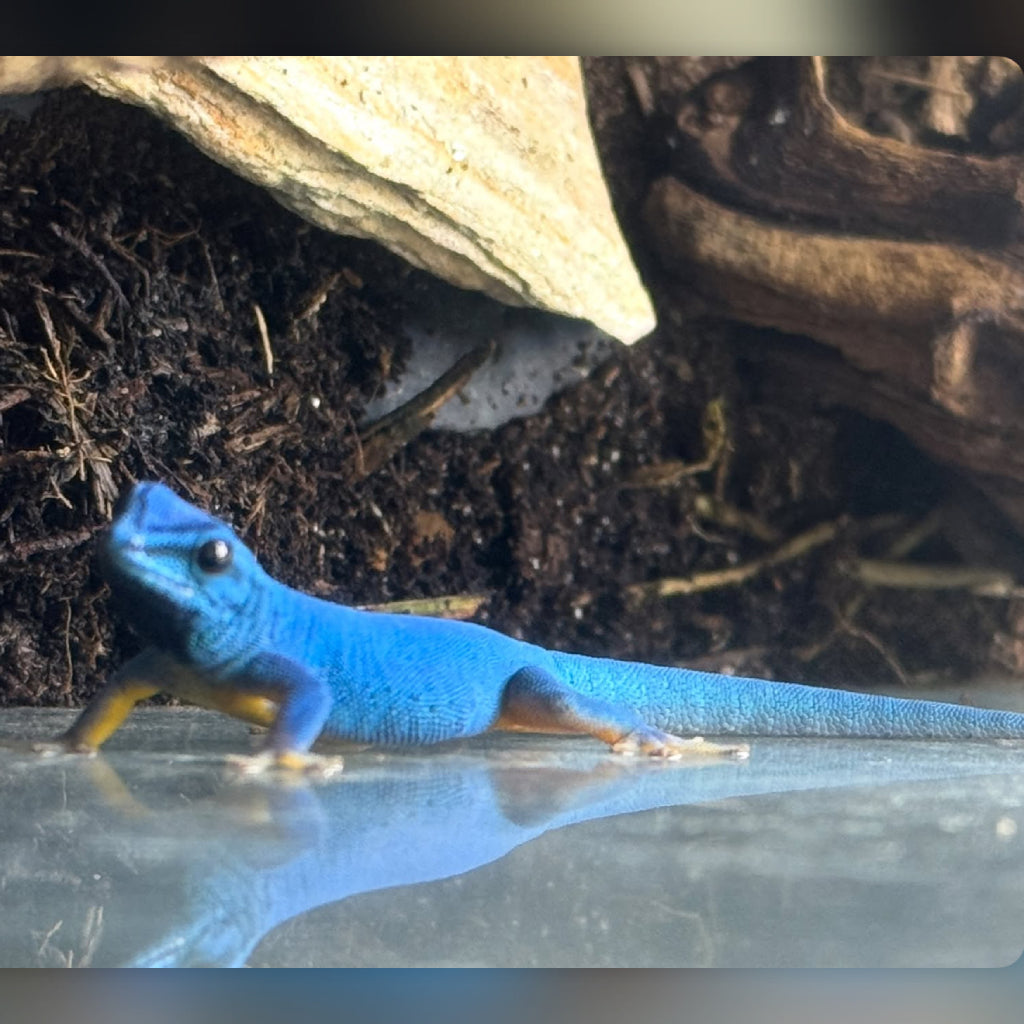 Electric Blue Day Gecko Baby (Lygodactylus williamsi)
