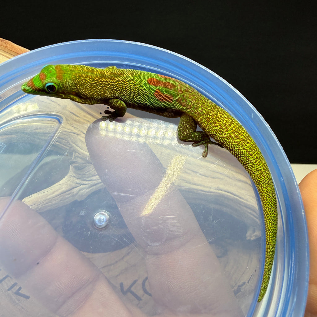 Gold Dust Day Gecko Adult Female (Phelsuma laticauda)