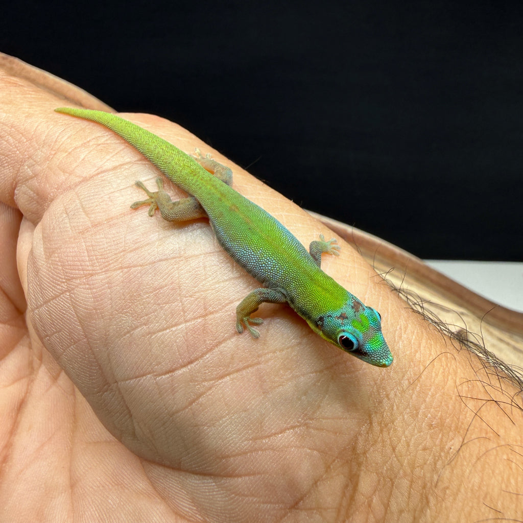 Hawaiian Blue Gold Dust Day Gecko Juvenile (Phelsuma laticauda)