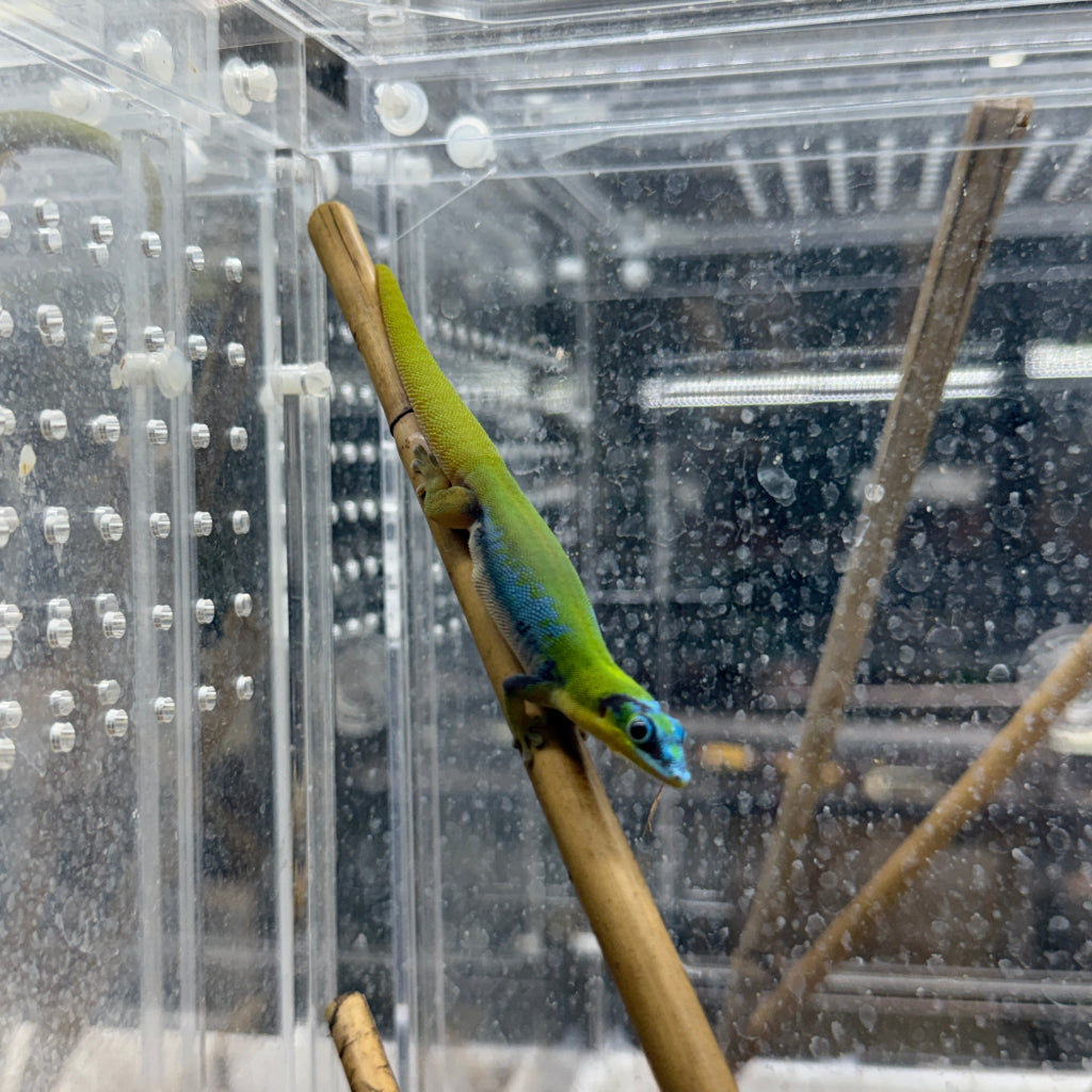 Hawaiian Blue Gold Dust Day Gecko Adult Male (Phelsuma laticauda)