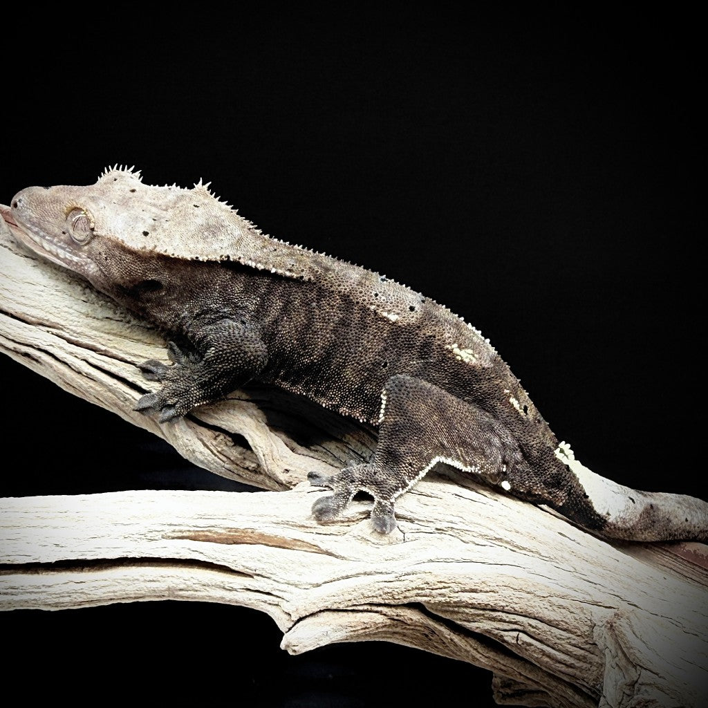 Cappuccino Crested Gecko (Female) | KOST-25-1-7-02