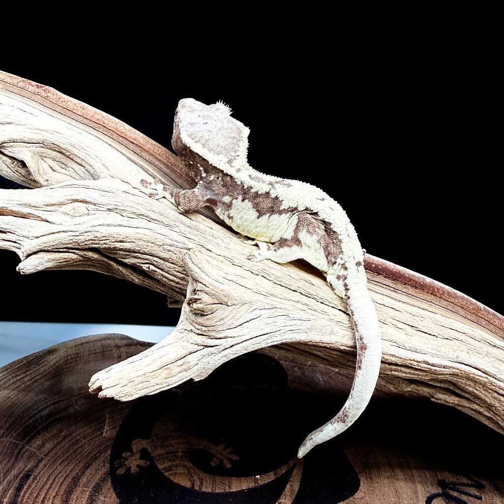 Frappuccino Crested Gecko (Female) | KOST-25-30-9-01