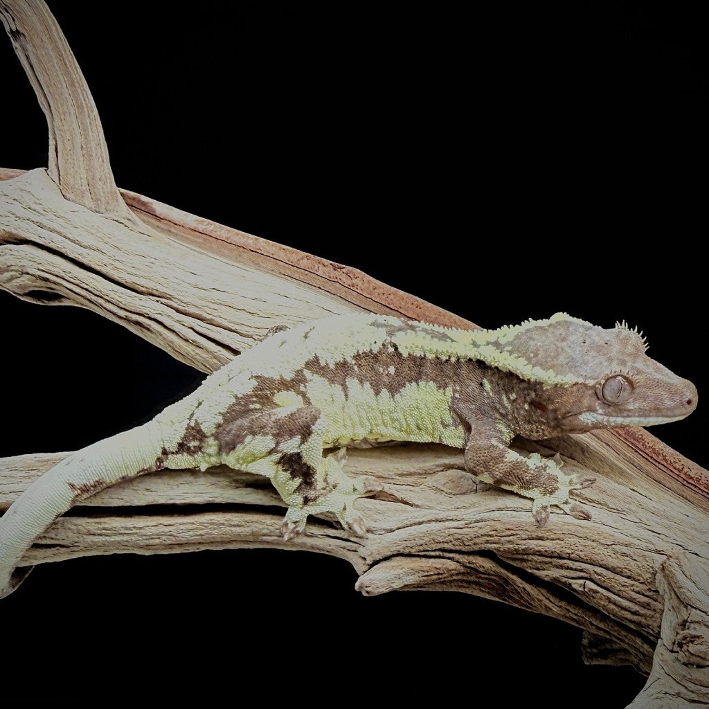 Frappuccino Crested Gecko (Female) | KOST-25-30-9-01