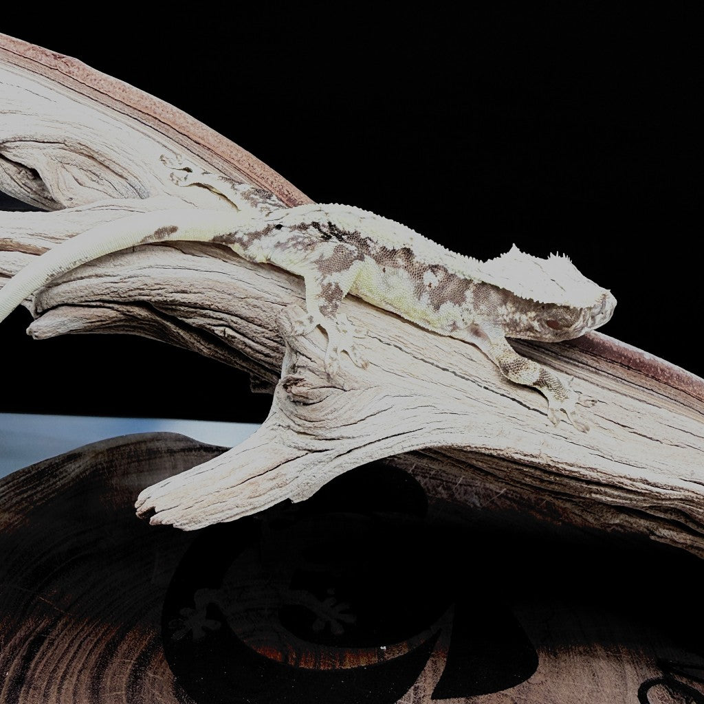 Lilly White Crested Gecko (Male) | KOST-25-30-9-03