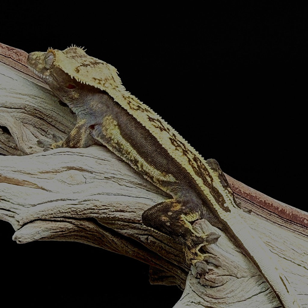 Empty Back Crested Gecko (Male) | WASA-25-8-9-01