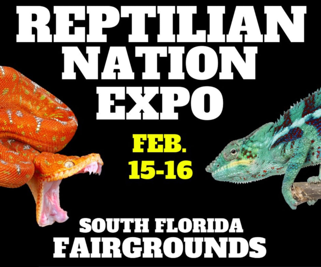 Reptilian Nation