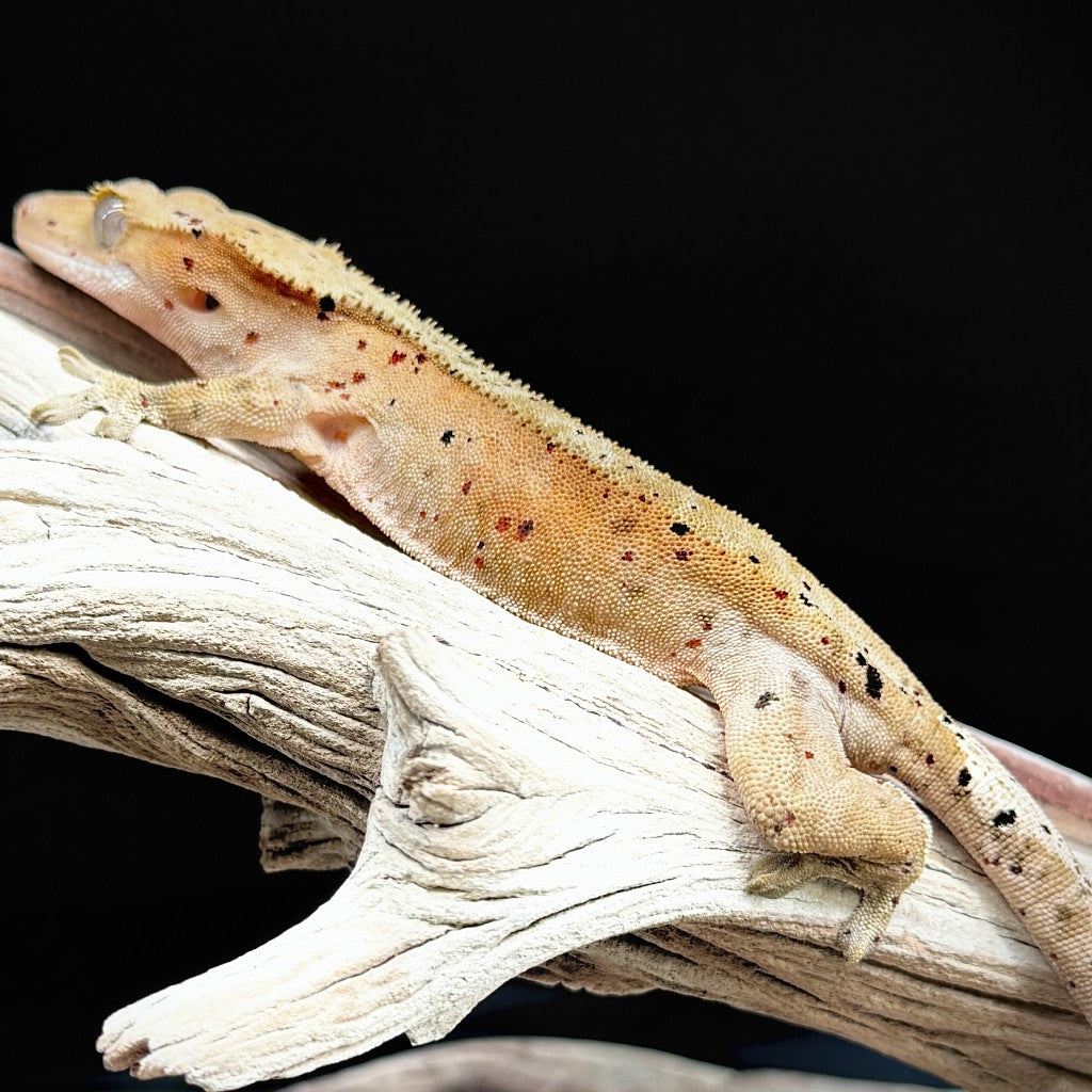 Red Spot Dalmatian Crested Gecko (Female) | BLJU-25-26-6-01
