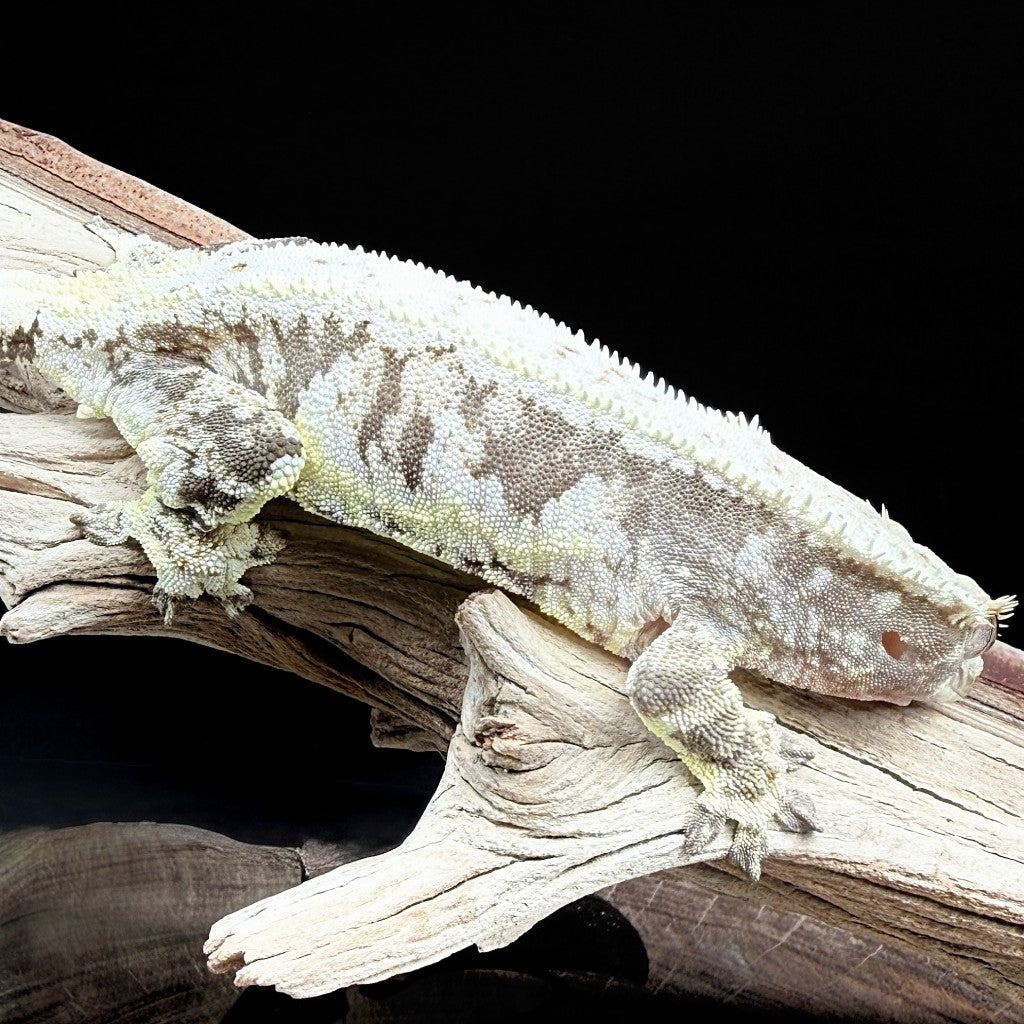 Lilly White Crested Gecko (Female) | BRBEF-24-29-8-01