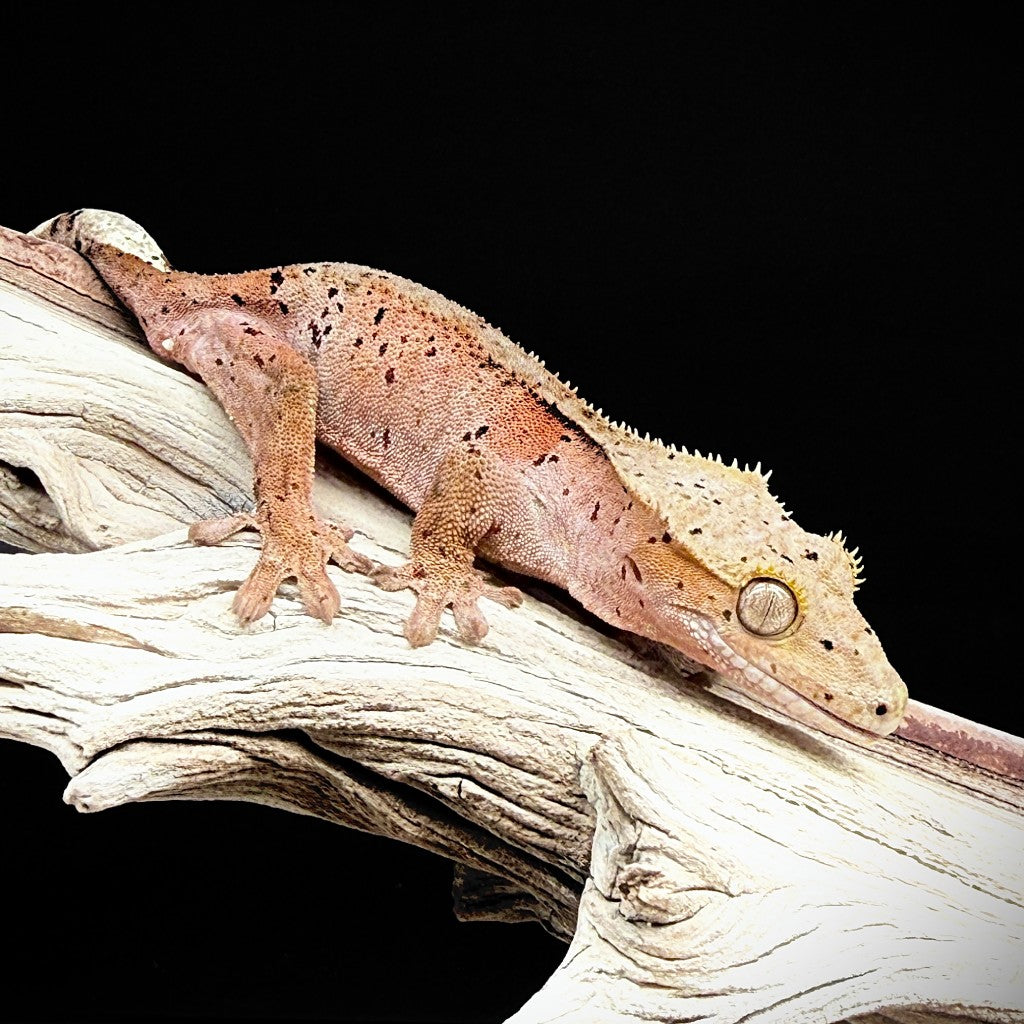 Red Spot Dalmatian Crested Gecko (Male) | CRDE-25-13-7-01