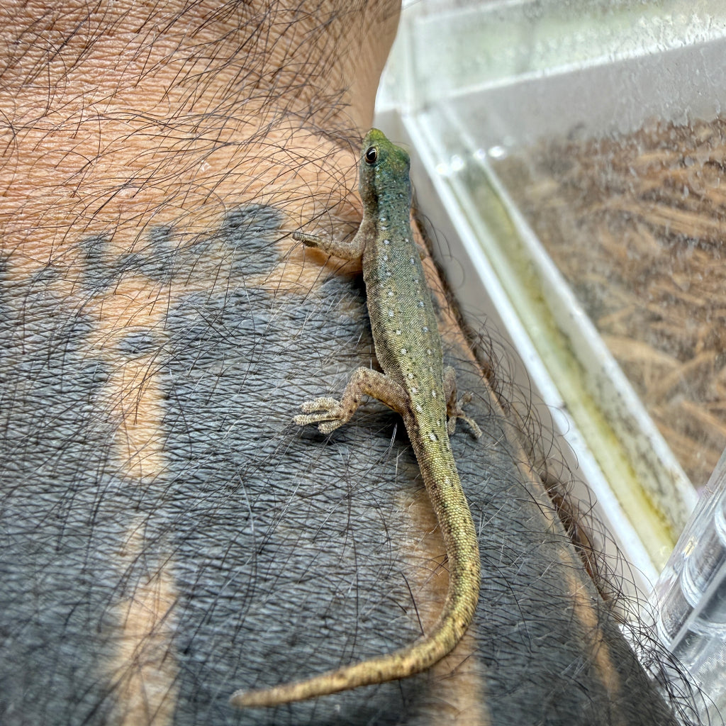 Cameroon Dwarf Gecko Adult Female (Lygodactylus conraui)