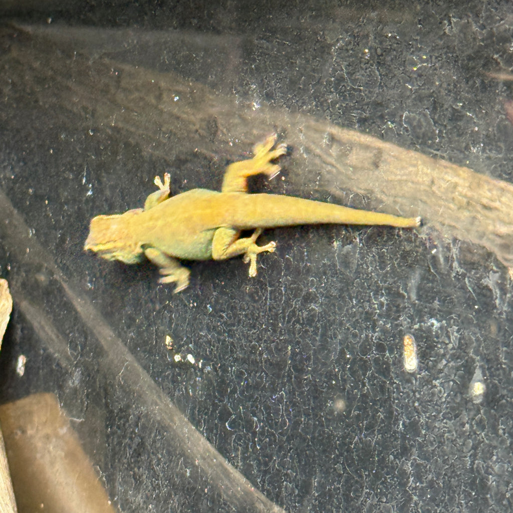 Electric Blue Day Gecko Adult Female (Lygodactylus williamsi)