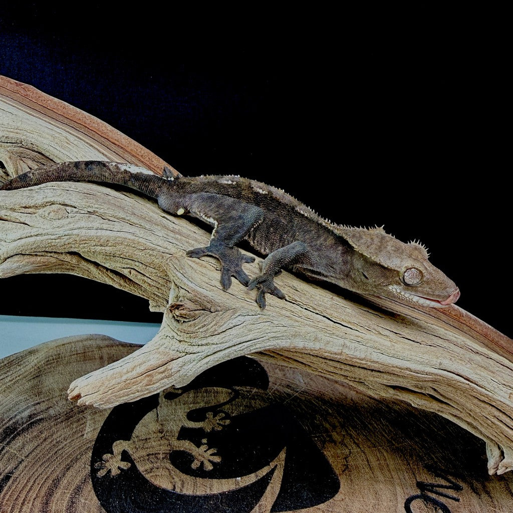 Visual Axanthic Crested Gecko (Male) | GHMI-25-21-7-01