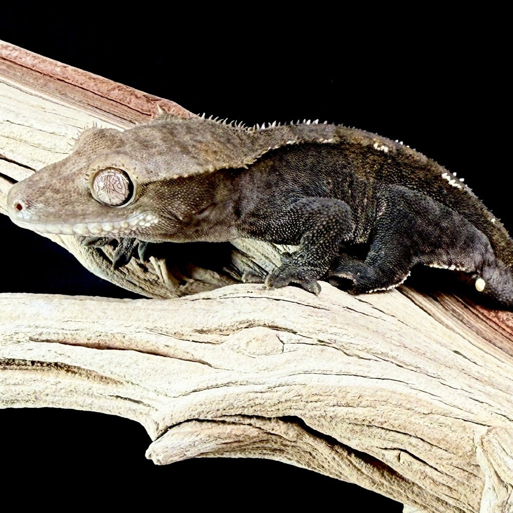 Visual Axanthic Crested Gecko (Male) | GHMI-25-21-7-01
