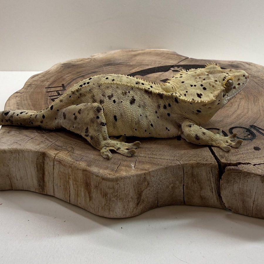 Genesis