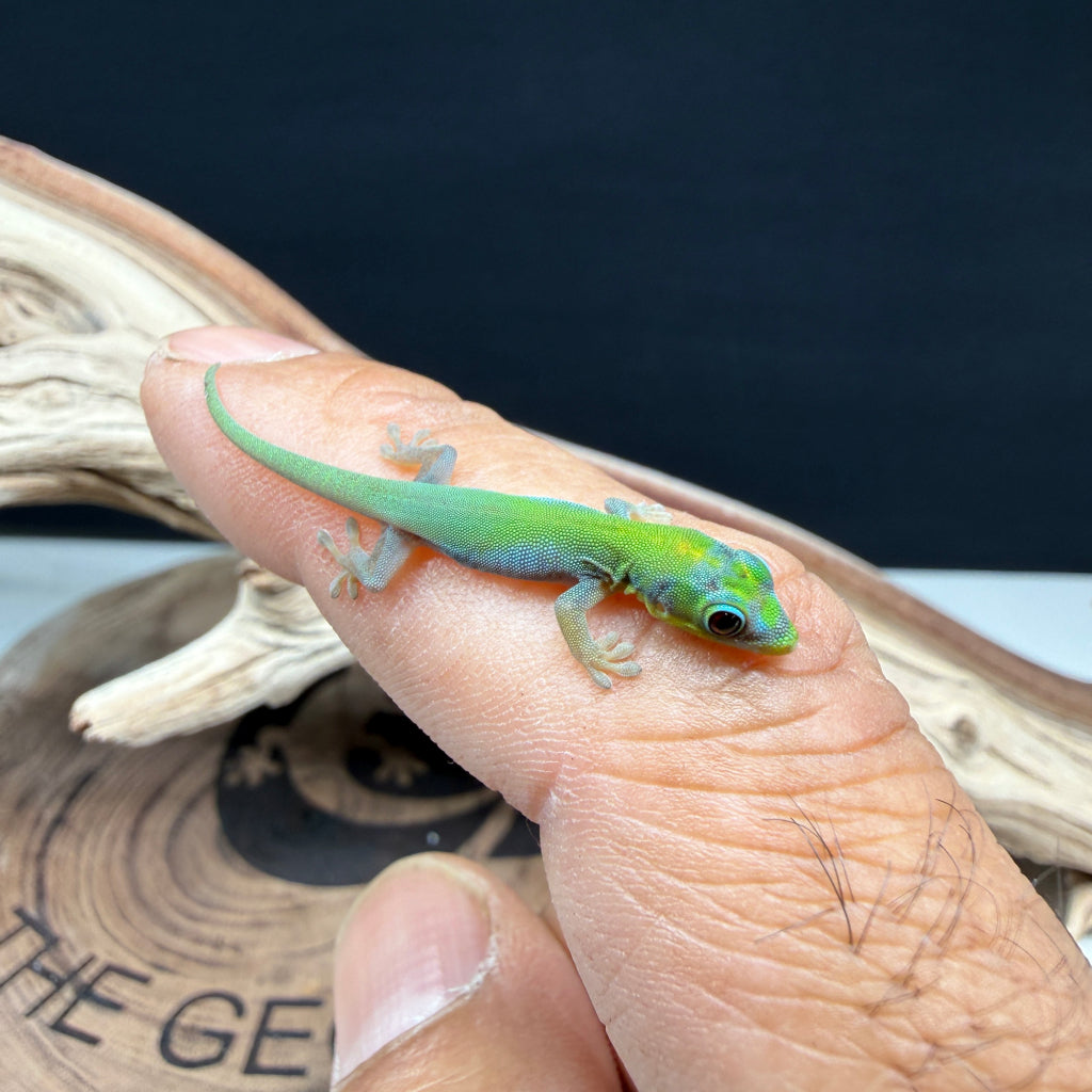 Hawaiian Blue Gold Dust Day Gecko Baby (Phelsuma laticauda)