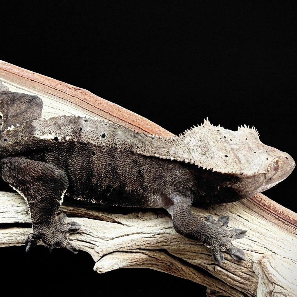 Cappuccino Crested Gecko (Female) | KOST-25-1-7-02