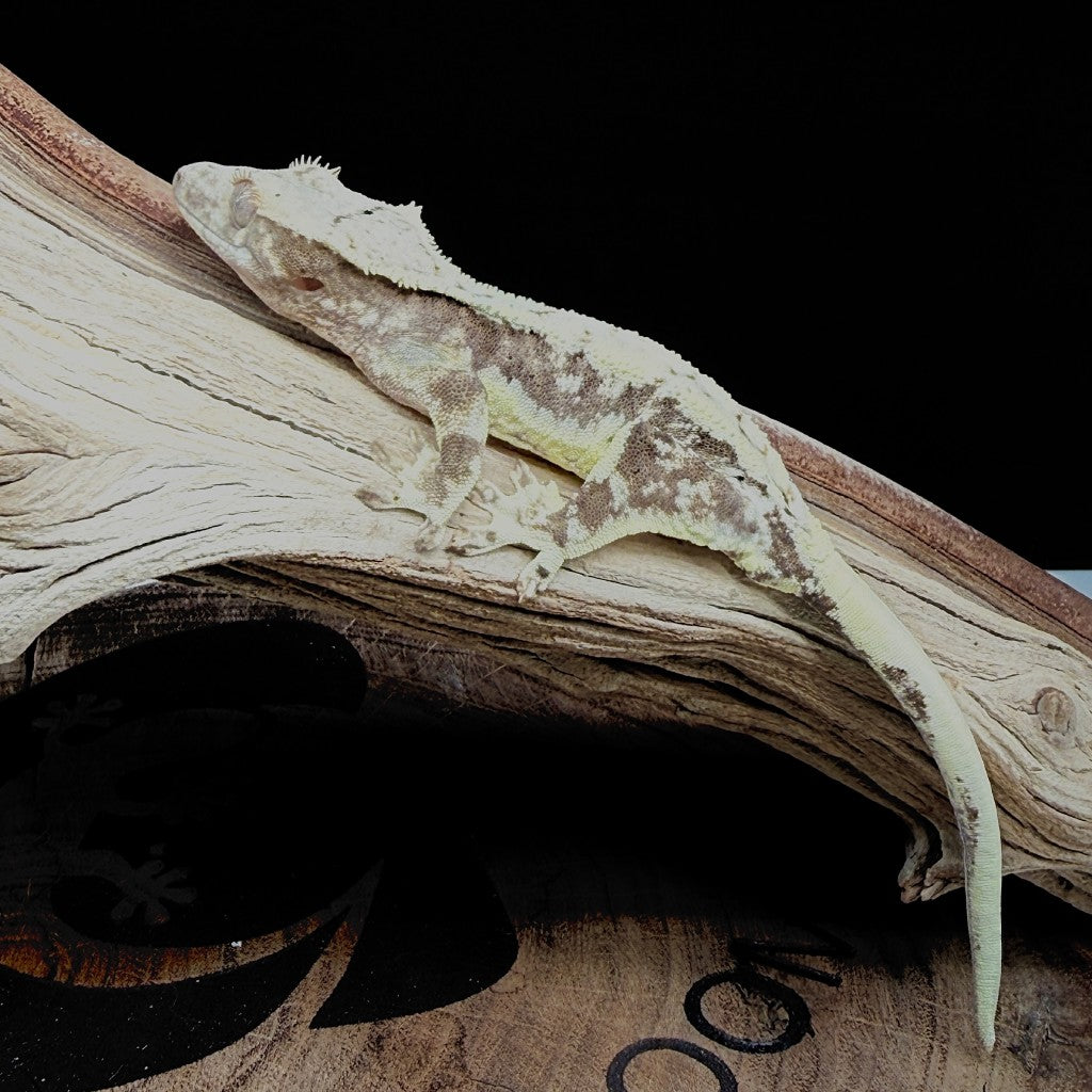 Lilly White Crested Gecko (Male) | KOST-25-30-9-03