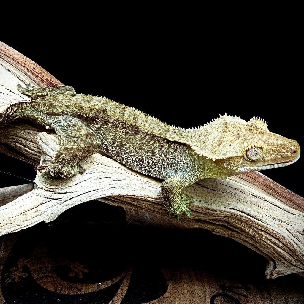 Phantom Tiger Crested Gecko (Female) | RHC-25-14-6-01