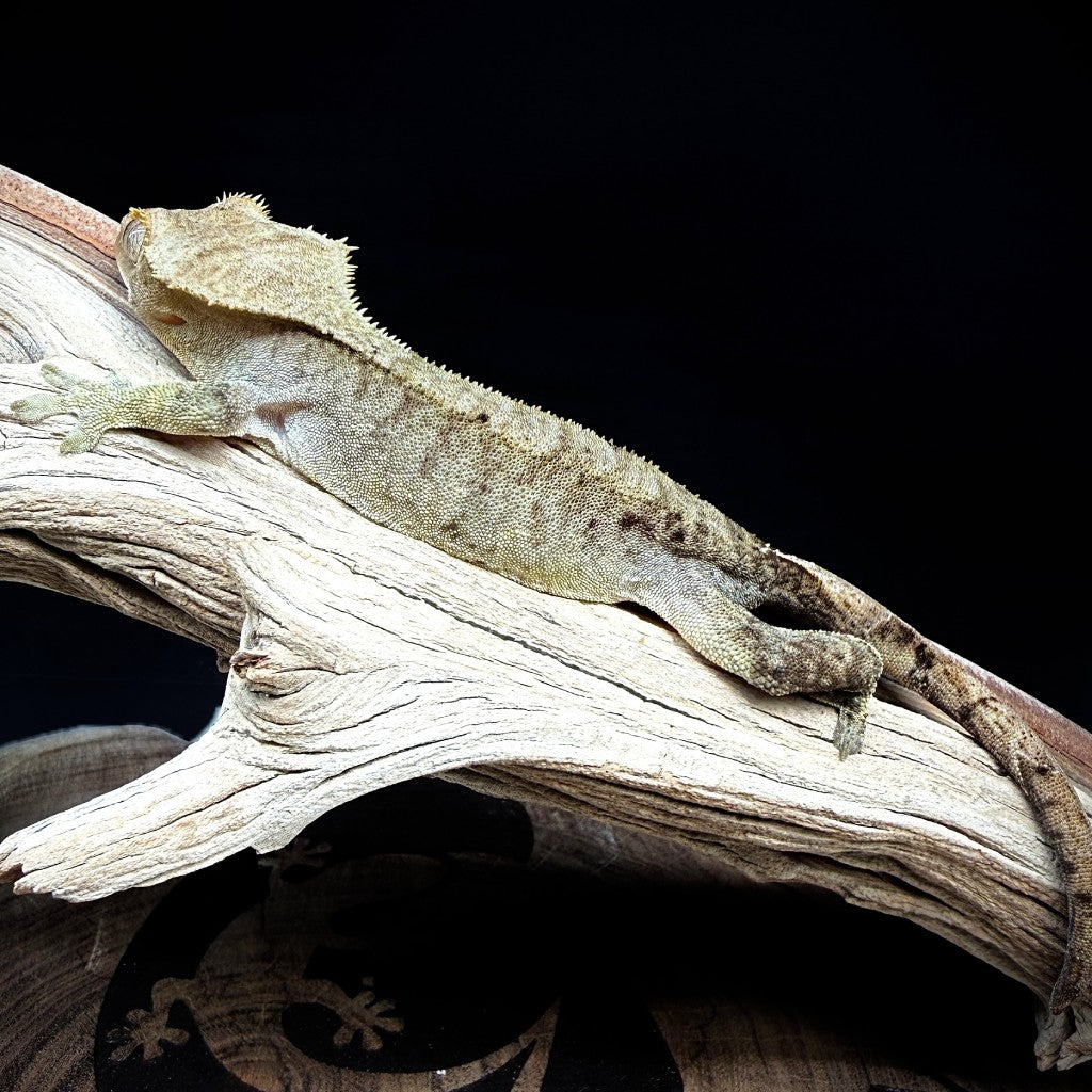 Phantom Tiger Crested Gecko (Female) | RHC-25-14-6-01
