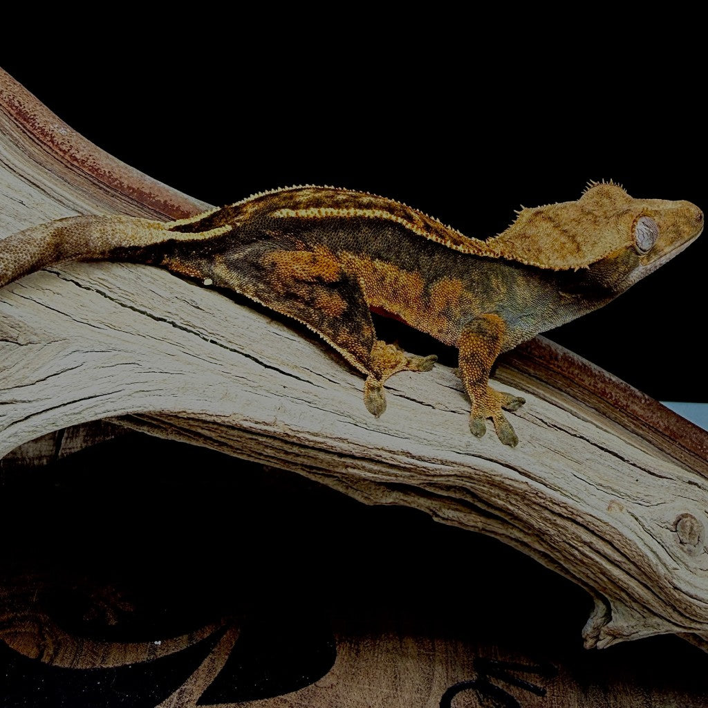 Tangerine Empty Back Crested Gecko | WASHO-25-11-7-01